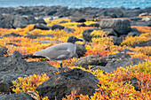 Ecuador, Galapagos National Park, Mosquera Island. Lava gull amid portulaca plants.
