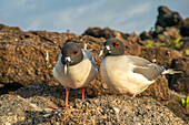 Ecuador, Galapagos National Park, Genovesa Island. Swallow-tailed gull pair close-up.