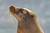 Ecuador, Galapagos National Park, Mosquera Island. Sea lion head close-up.