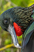Ecuador, Galapagos-Nationalpark, Genovesa-Insel. Fregattvogel-Männchen, Nahaufnahme.