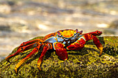 Ecuador, Galapagos National Park, Mosquera Island. Sally lightfoot crab close-up.