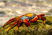 Ecuador, Galapagos-Nationalpark, Mosquera-Insel. Sally-Leichtfußkrabbe Nahaufnahme.