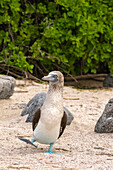 Ecuador, Galapagos National Park, Isla Lobos. Blue-footed booby dancing.
