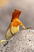 Ecuador, Galapagos-Nationalpark, Insel Espanola. Nahaufnahme einer Lava-Eidechse.