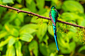 Ecuador, Guango. Langschwanzsylphenkolibri Nahaufnahme.