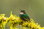 Ecuador, Guango. Turmalin-Sonnenengel-Kolibri aus der Nähe.