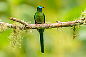 Ecuador, Guango. Langschwanzsylphenkolibri, Nahaufnahme.