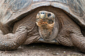 Eine Riesenschildkröte schleicht im Charles Darwin Research Center umher.