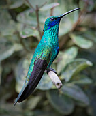 Colorful sparkling violet ear hummingbird is widespread in the Andes Cloud Forest.