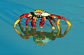 Full-frame of a sally-lightfoot crab with reflection.