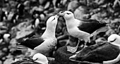 Falkland Islands, black and white photograph of courtship behavior of black-browed albatross New Island