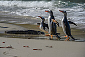 Falklandinseln, Eselspinguine marschieren auf den Strand am Rande des Wassers.