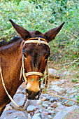 Mexico, Baja California Sur, Sierra de San Francisco. Mule with a traditional bridle.