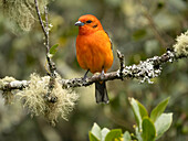Flame-colored tanager, Costa Rica, Central America