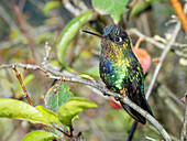 Feuerkehl-Kolibri, Costa Rica, Mittelamerika