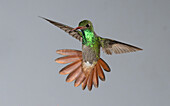 Rufous-tailed Hummingbird, Costa Rica, Central America