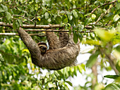 Brown-throated sloth, Costa Rica, Central America