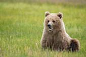 Brown bear cub eating sedge grasses.