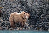 a brown bear looking for food at low tide, Muir Inlet, Glacier Bay.