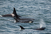 Eine Orca-Familie schwimmt entlang der Icy Strait, Alaska.