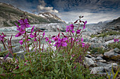 Blühende Strandschönheiten in der Nähe des Endes des Reid Glacier, Glacier Bay.