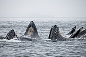 USA, Südost-Alaska, Inside Passage, Fredrick Sound. Buckelwale beim Füttern im Blasennetz.