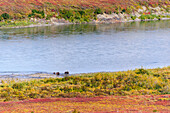 USA, Alaska, Noatak National Preserve. Moschusochsen, ein Bulle, eine Kuh und ein Kalb, entlang des Noatak River.