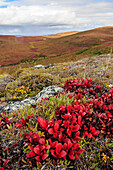 USA, Alaska, Noatak National Preserve. Alpine Bearberry on arctic tundra in autumn colors.
