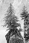 Alaska, Kenai Peninsula. Black and white image of pine tree on a monolith.
