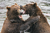 Alaska, Brooks Falls, Two young grizzly bears playing.
