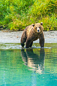 Alaska, Lake Clark. Young grizzly bear walks along the shoreline.