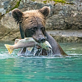 Alaska, Clarksee. Grizzlybär hält Fisch, während er im Wasser sitzt.