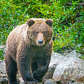 Alaska, Clarksee. Wandernder Grizzlybär mit grünem Laub im Hintergrund.