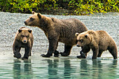 Alaska, Clarksee. Mutter und zwei Jungtiere gehen am Ufer entlang.