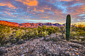 USA, Arizona, Catalina State Park. Landschaft bei Sonnenuntergang mit Catalina Mountains und Wüste.