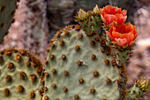 Cowboy whiskers prickly pear cactus flowering at the Arizona Sonoran Desert Museum in Tucson, Arizona, USA