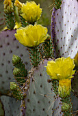 Purple Prickly Pear cactus Flowering at the Arizona Sonoran Desert Museum in Tucson, Arizona, USA