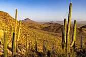 Saguaro-Kaktus entlang des Hugh Norris Trail im Saguaro-Nationalpark in Tucson, Arizona, USA
