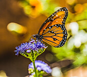 Schmetterlingskönigin auf blauer Unkrautblüte. Heimisch in Nord- und Südamerika