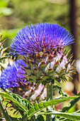 Artichoke thistle blooming bee, Desert Botanical Garden, Phoenix, Arizona.