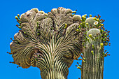 Blühender Schopfsaguaro, Wüstenbotanischer Garten, Phoenix, Arizona.