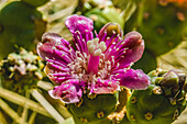 Rosa Blütenkettenfrucht Cholla, Desert Botanical Garden, Phoenix, Arizona.