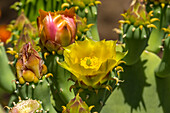 Blühender Feigenkaktus in der Ebene, Desert Botanical Garden, Phoenix, Arizona.