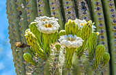 Saguaro cactus blooming, Desert Botanical Garden, Phoenix, Arizona.