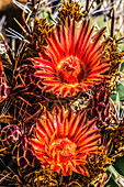 Red yellow blossoms fishhook barrel cactus blooming, Tucson Botanical Gardens, Tucson, Arizona.