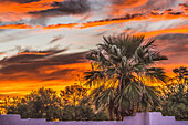 Sunset palm tree, Tucson, Arizona. USA.