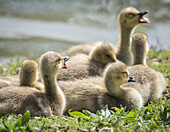 Canada geese goslings huddling together.