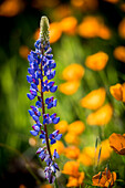 Lupines and poppies are two common wildflower that grow together.