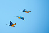 Trio of blue and yellow macaws fly together in Lotus, California, USA