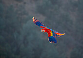 Red and Gold Macaw flying, Lotus, California, USA.